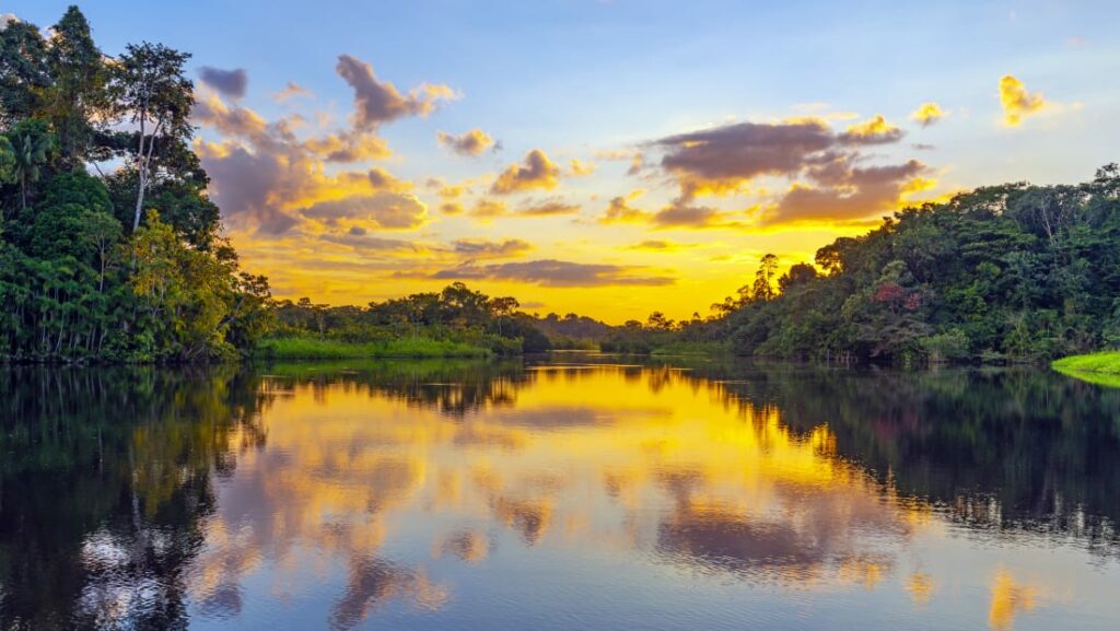 facts about plants amazon rainforest